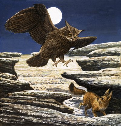 Fennec Tilkisi ve Kartal Baykuşu by Eric Tansley