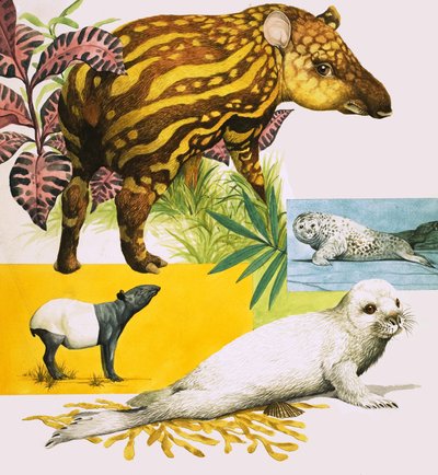 Malaya Tapiri ve Atlantik Gri Foku by Eric Tansley