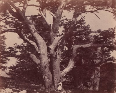 Lübnan Dağı. Süleyman