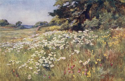Meadowland
