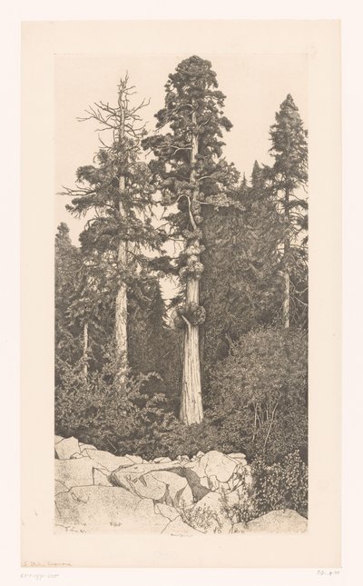 Sekoya patlaması Bebek Sekoyası by Ernest Haskell (signed by artist)