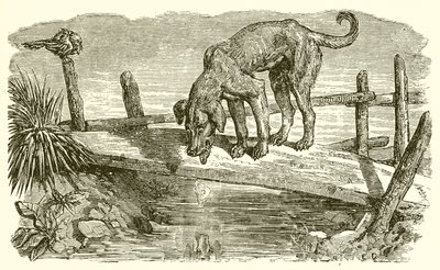 Köpek ve yansısı by Ernest Henry Griset