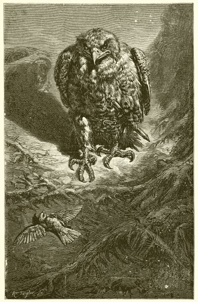 Şahin ve Bülbül by Ernest Henry Griset