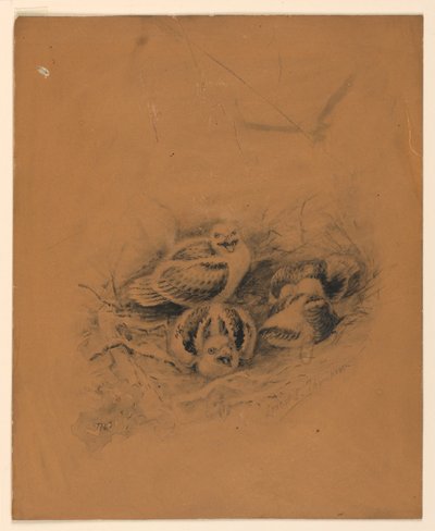 kuşlar by Ernest Thompson Seton