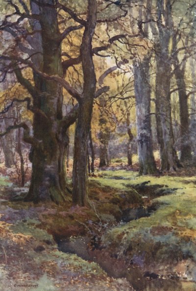 Yeşilbaş Ağacında (renkli lito) by Ernest William Haslehust
