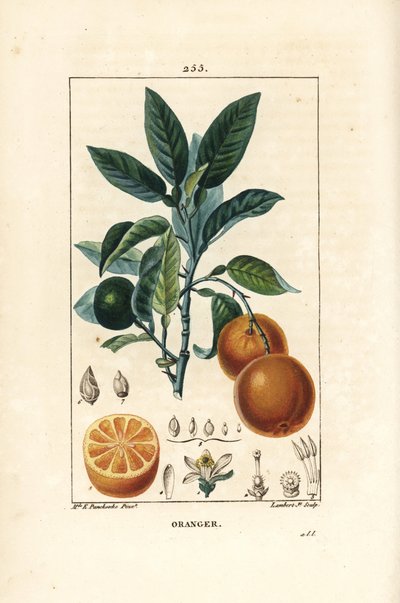 Bigaradier, Orange, Citrus aurantium, dallı, yapraklı, çiçekli, olgun ve olgunlaşmamış meyveli ve meyveden kesitli. Chaumeton, Poiret ve Chamberet