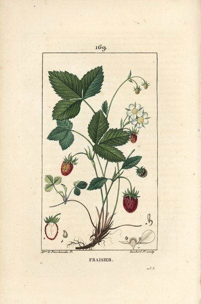 Yetiştirilen çilek - Çilek, Fragaria ananassa, çiçek, yaprak, olgun meyve, kökler ve meyveden kesiti gösterir. Chaumeton, Poiret et Chambere