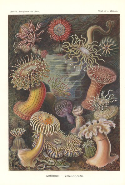Actiniae - Deniz anemonu, Pl.49, 