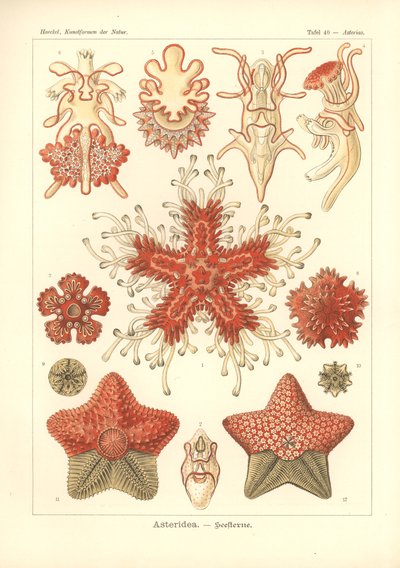 Asteridea - Deniz Yıldızı, Pl.40. 1904