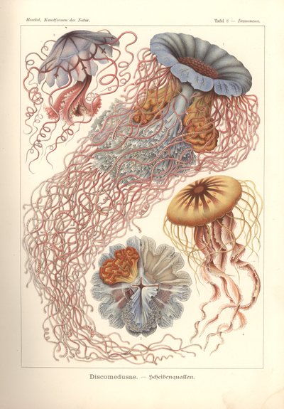 Discomedusae - Disk denizanası, 