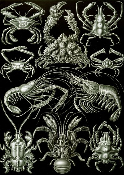 Decapoda 