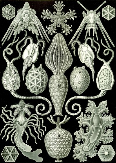 "Doğanın Sanat Formları" 1904