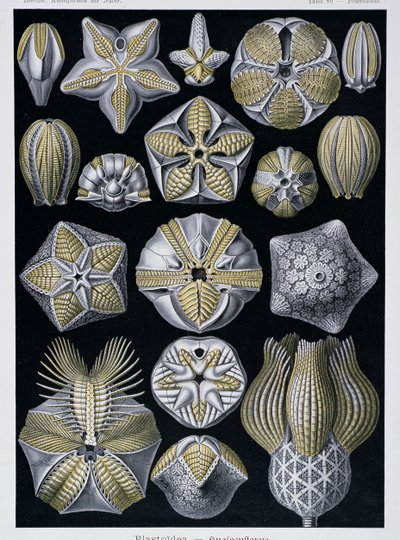 Blastoidea, Artforms of Nature