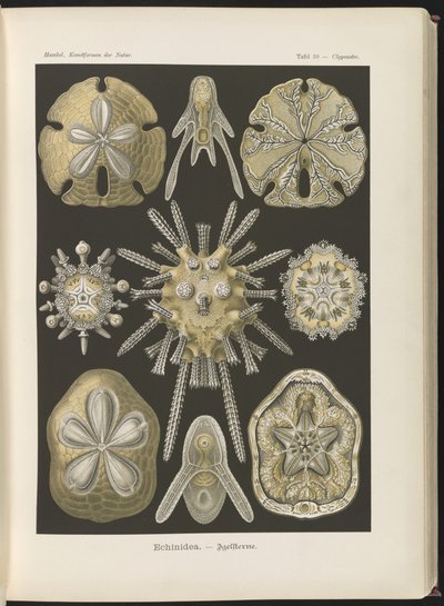 Ekinidea: deniz kestanesi ve deniz doları by Ernst Haeckel