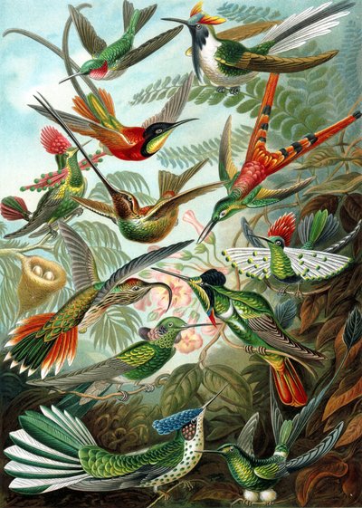 Trochilidae ailesinden bir örnek, 