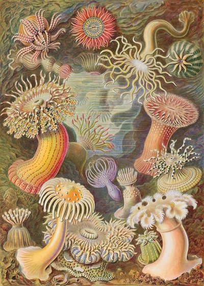  by Ernst Haeckel