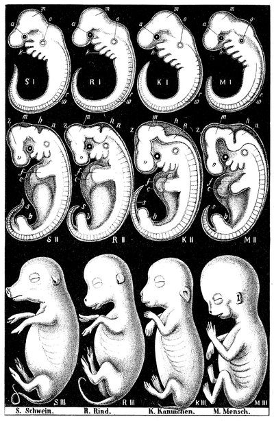 Domuz, İnek, Tavşan ve İnsan embriyolarının Haeckels karşılaştırması by Ernst Haeckel