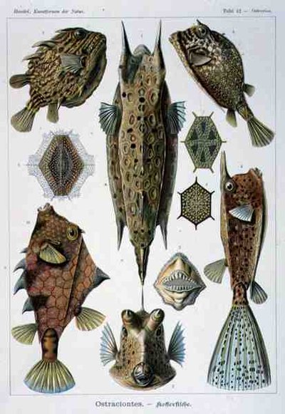 Ostraciontes, Artforms of Nature