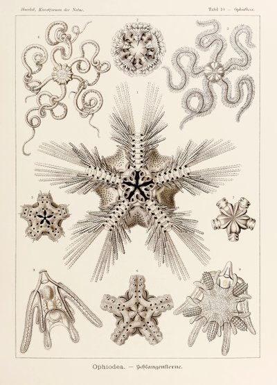 Ernst Haeckel (1834-1919) tarafından resimlenen 