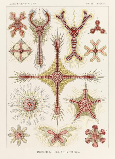 Ernst Haeckel (1834-1919) tarafından resmedilen 