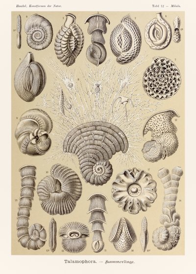 Ernst Haeckel (1834-1919) tarafından resimlenen 