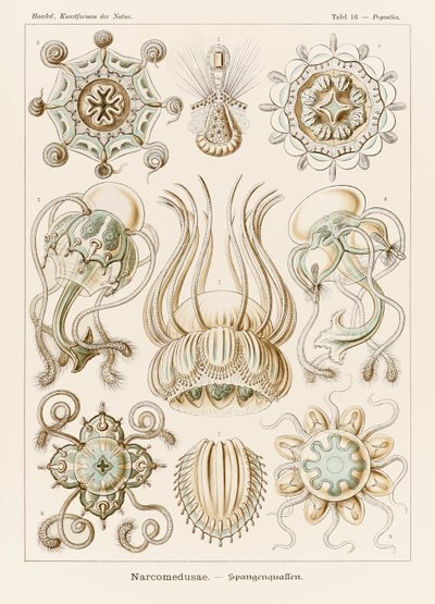 Ernst Haeckel (1834-1919) tarafından resmedilen 