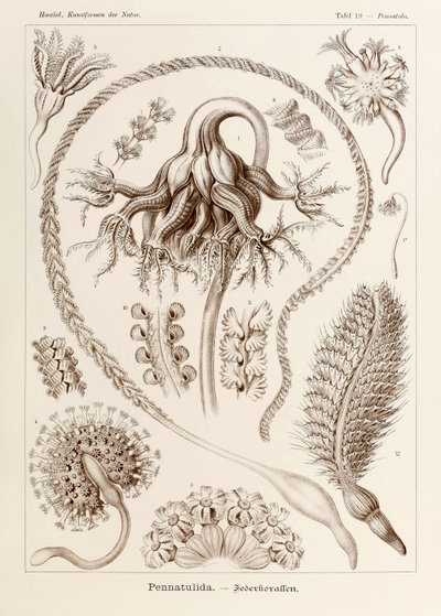 Ernst Haeckel (1834-1919) tarafından resmedilen 