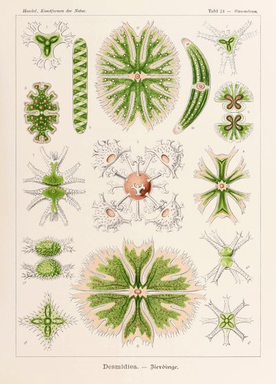 Ernst Haeckel (1834-1919) tarafından resimlenen 