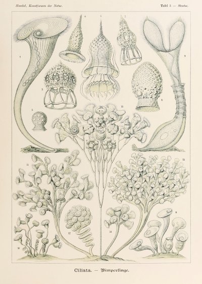 Ernst Haeckel (1834-1919) tarafından resimlenen 