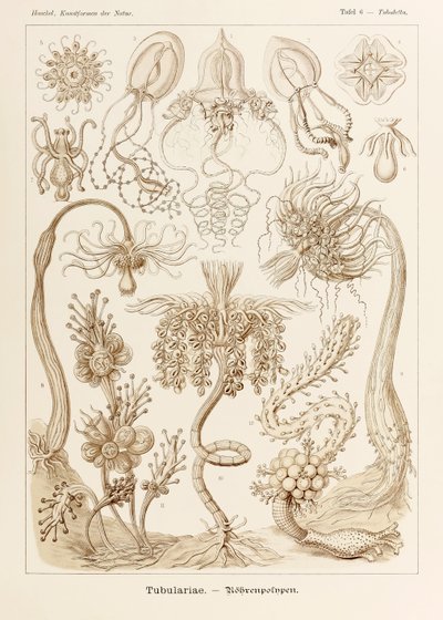 Ernst Haeckel (1834-1919) tarafından resmedilen 