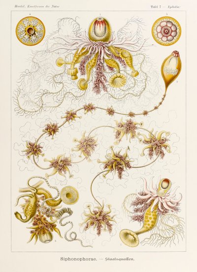 Ernst Haeckel (1834-1919) tarafından resmedilen 