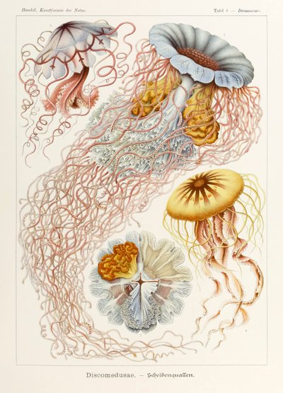 Ernst Haeckel (1834-1919) tarafından resimlenen 