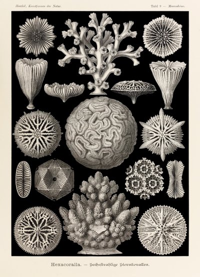 Ernst Haeckel (1834-1919) tarafından resmedilen 