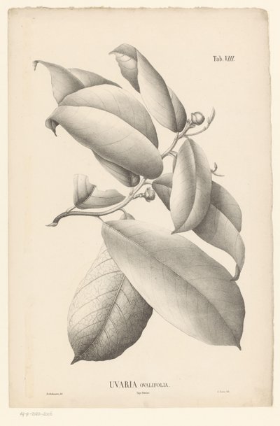 Yaprakları ve çiçek tomurcukları ile dal Uvaria Ovalifolia (nesne üzerindeki başlık) by Ernst Philipp Sixtus