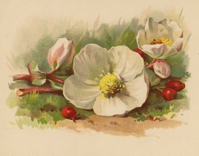 Noel Gülü ve Meyveleri (chromolitho) by Ethel C. Nisbet