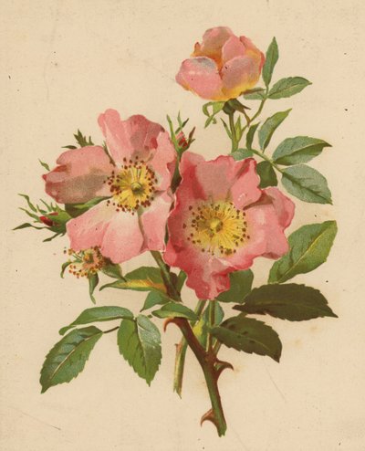 Köpek Gülleri (chromolitho) by Ethel C. Nisbet