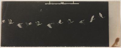 Uçan Balıkçıl Kronofotoğraf by Etienne Jules Marey