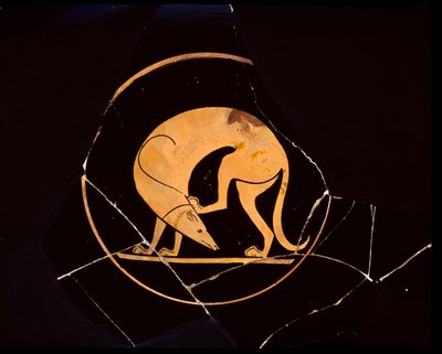 Attika kırmızı figürlü bir fincan köpek kulağını arka ayağıyla kaşıyor, tondo içinde, MÖ 5. yy by Euergides painter