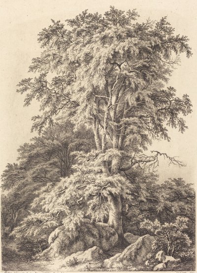 Kayın Korusu, 1840. by Eugene Bléry