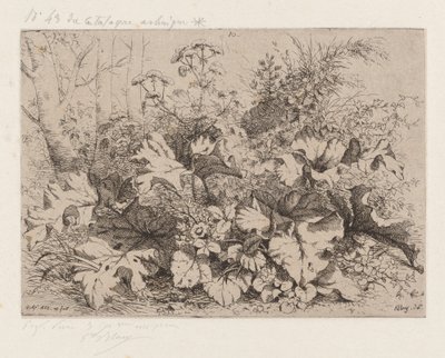 çiçek açan dulavratotu by Eugene Bléry
