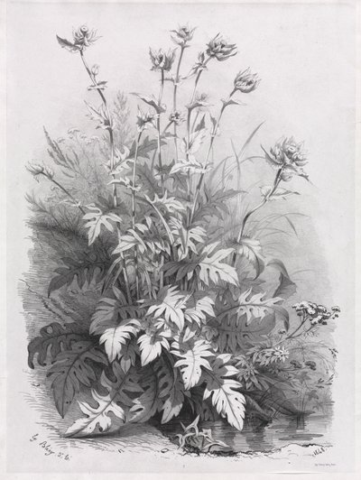 Doğadan Sonra Çizilmiş Çeşitli Bitki Grupları: No. 7 by Eugene Bléry