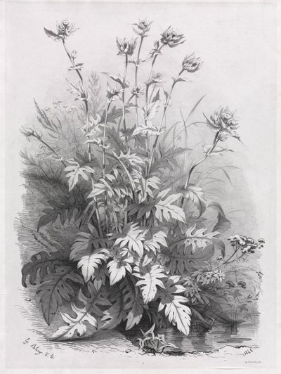 Doğadan Sonra Çizilmiş Çeşitli Bitki Grupları: No. 7, 1848. by Eugene Bléry