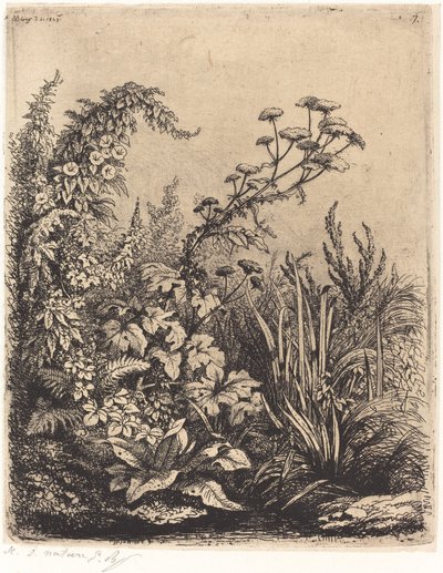 La petite berle aux liserons Küçük Yaban havucu, Kahkahalı, 1849