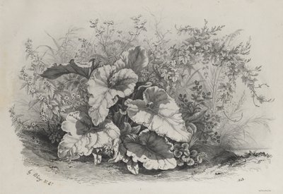 Doğadan Sonra Çizilmiş ve Taş Baskısı Yapılmış Çeşitli Bitkiler Grubundan Bitki Çalışması by Eugene Bléry
