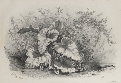 Doğadan Sonra Çizilmiş ve Taş Baskısı Yapılmış Çeşitli Bitkiler Grubundan Bitki Çalışması..., 1848. by Eugene Bléry