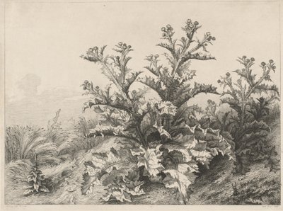 Büyük Devedikeni (Le Grand Chardon) by Eugene Bléry