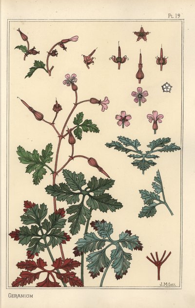 Sardunya çiçeğinin botanik çizimi, yaprakları, yaprakları by Eugene Grasset