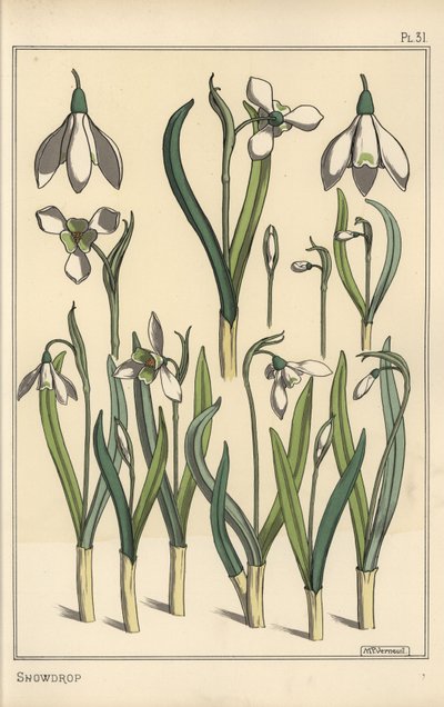 Bir kardelen botanik çizimi, Galanthus nivalis by Eugene Grasset