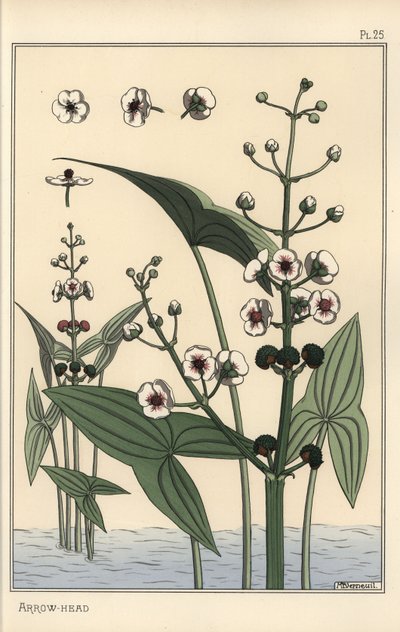 Ok ucunun botanik çizimi, Sagittaria sagittifolia by Eugene Grasset