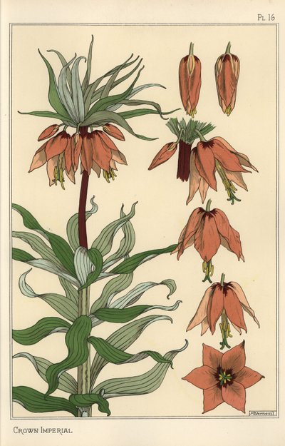 Taç imparatorluk çiçeğinin botanik illüstrasyonu, Fritillaria Imperialis by Eugene Grasset